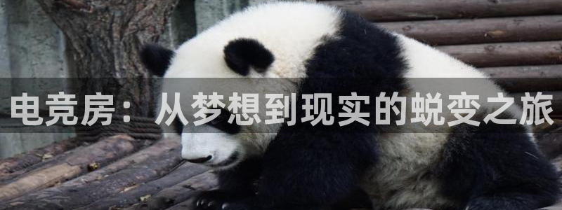 DB多宝电竞：电竞房：从梦想到现实的蜕变之旅